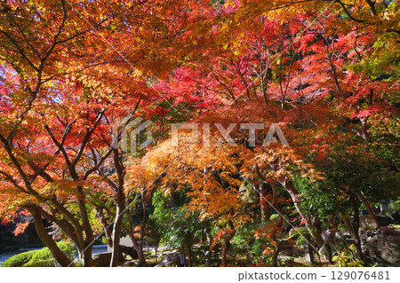 Beautiful autumn leaves at Kakuonji Temple in Kamakura (Kamakura City, Kanagawa Prefecture) Beautiful autumn leaves at Kakuonji Temple in Kamakura (Kamakura City, Kanagawa Prefecture) 129076481