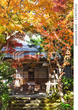 Beautiful autumn leaves at Kakuonji Temple in Kamakura (Kamakura City, Kanagawa Prefecture) 129076532