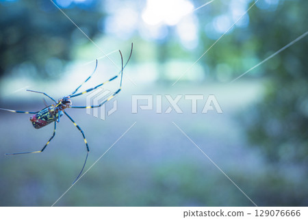 Photo of a Joro spider building a web in the forest 129076666