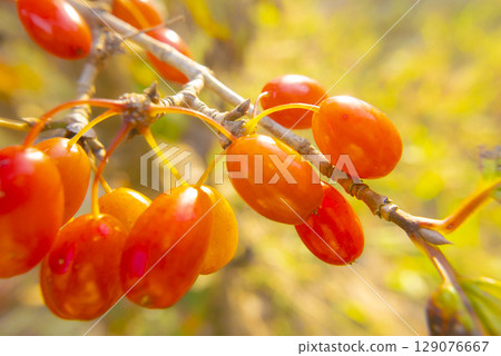 秋天莓果變紅的照片 129076667