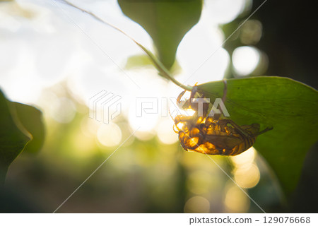 A photo of a cicada shell resting on a leaf in the mountains in autumn 129076668