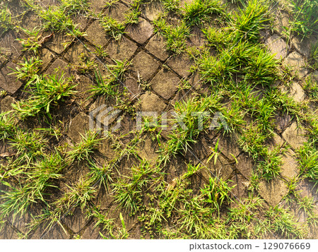 花園瓷磚上雜草生長的照片 129076669