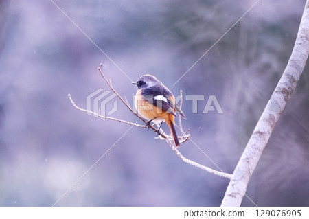 Male in a branch that sticks to a branch 129076905