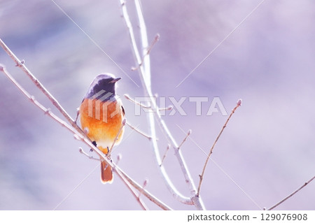 在堅持分支的分支的男性 129076908