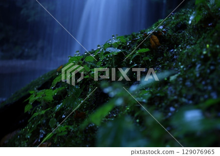 Moss growing on mossy rocks Moss growing on mossy rocks 129076965