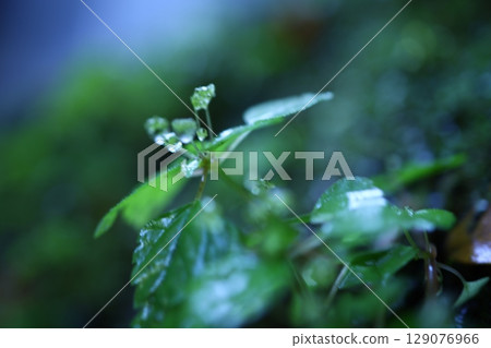Small leaves and water droplets (close-up) Small leaves and water droplets (close-up) 129076966
