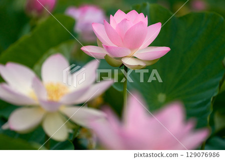 Landscape with lotus flowers 129076986