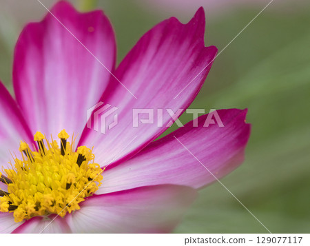 紅色波斯菊 紅色波斯菊 129077117