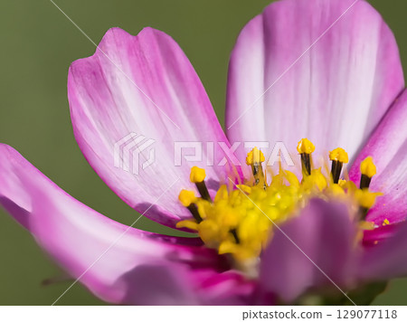 粉紅色的波斯菊花 粉紅色的波斯菊花 129077118