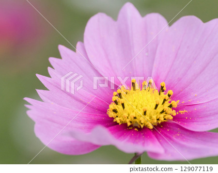 鮮豔的波斯菊 鮮豔的波斯菊 129077119