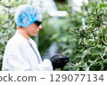 A lab technician inspects cannabis buds for quality in a bright plantation. 129077134