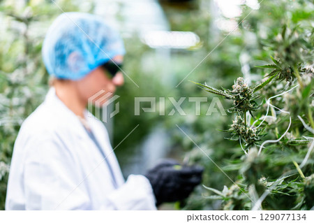A lab technician inspects cannabis buds for quality in a bright plantation. 129077134