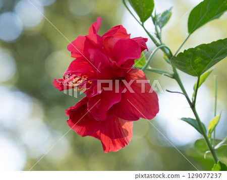 Double red hibiscus Double red hibiscus 129077237