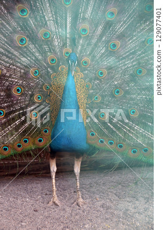 Peacock spreading wings 129077401