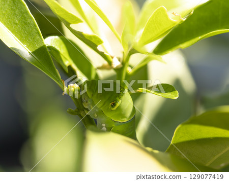 金橘葉上的燕尾蝶末齡幼蟲 129077419