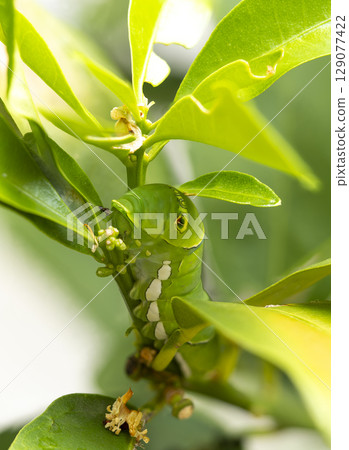 Final instar larva of swallowtail butterfly on kumquat leaf 129077422