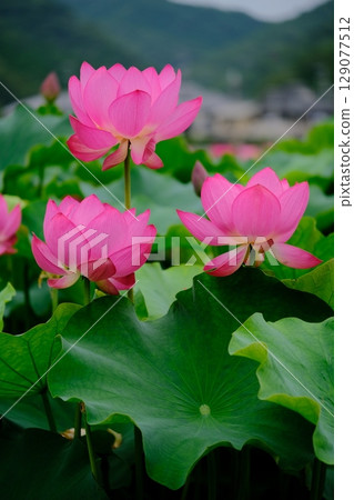 蓮花 蓮花 129077512