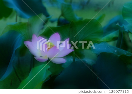 蓮花 129077515