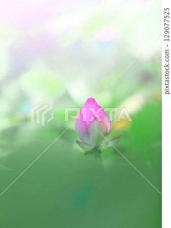 蓮花 129077525