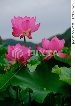Lotus flower Lotus flower 129077526