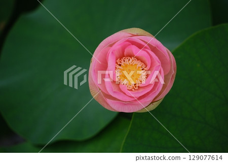 蓮花 蓮花 129077614