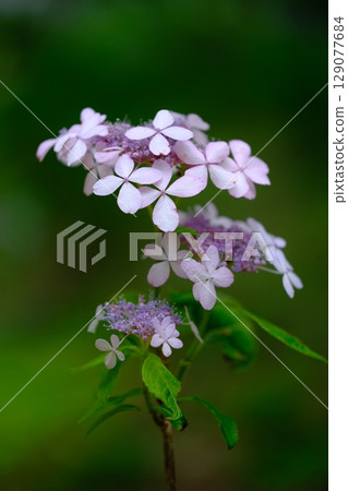 繡球花 129077684