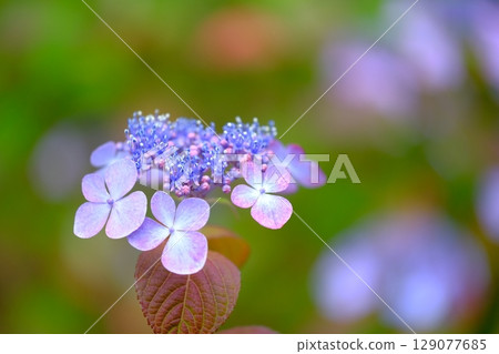 繡球花 繡球花 129077685