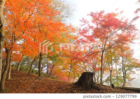 Falls of Sogaki in autumn Falls of Sogaki in autumn 129077799