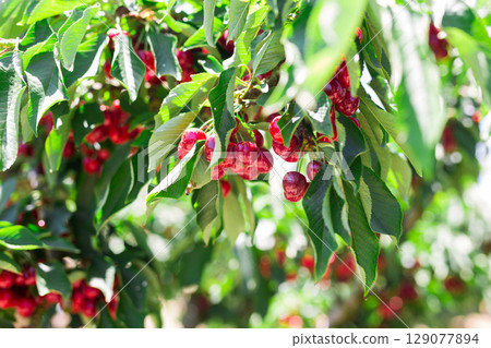 branches of cherry trees with berries in garden 129077894