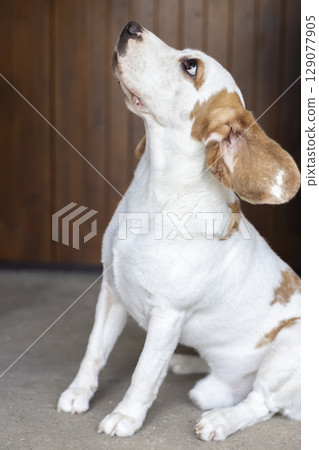 small cute beagle puppy dog looking up 129077905