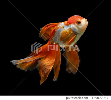 goldfish isolated on a dark black background goldfish isolated on a dark black background 129077967