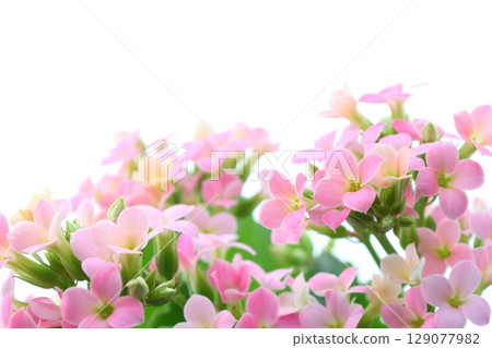 Pink Kalanchoe [White Background] 129077982