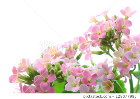 Pink Kalanchoe [White Background] 129077983
