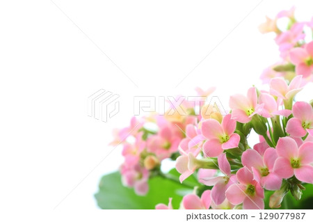 Pink Kalanchoe [White Background] 129077987