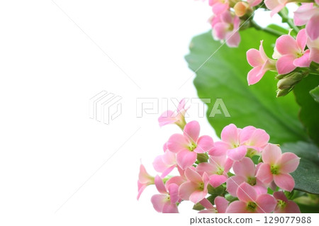 Pink Kalanchoe [White Background] 129077988