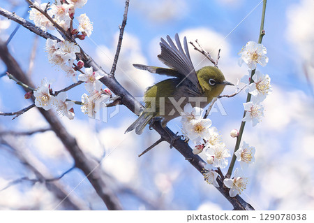 White-eye sucking plum nectar White-eye sucking plum nectar 129078038