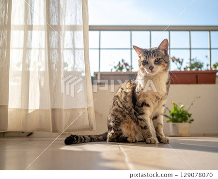 貓在窗邊玩耍 129078070
