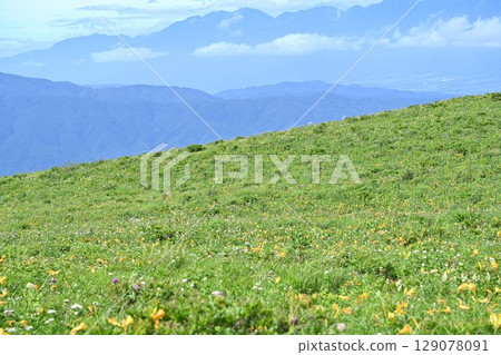 Daylilies bloom in summer at Kurumayama Plateau, Nagano Prefecture 129078091