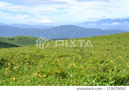 長野縣車山高原夏季盛開的黃花菜 長野縣車山高原夏季盛開的黃花菜 129078092