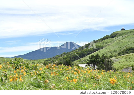 長野縣車山高原夏季盛開的黃花菜 129078099