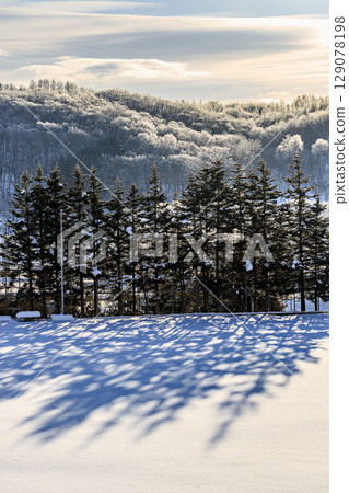 北海道陸別町的雪原與銀色森林中光影婆娑 北海道陸別町的雪原與銀色森林中光影婆娑 129078198