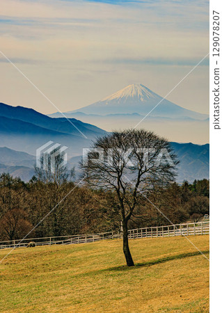 Trees in a meadow with a view of Mt. Fuji 129078207