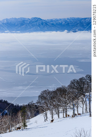 屈斜路湖與雪中站立的蝦夷鹿的絕美景色 129078215