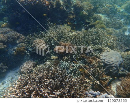 印尼世界遺產科莫多國家公園的魚 129078263
