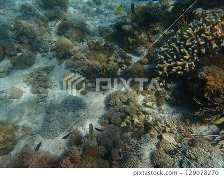 Fish of Komodo National Park, a World Heritage Site in Indonesia 129078270