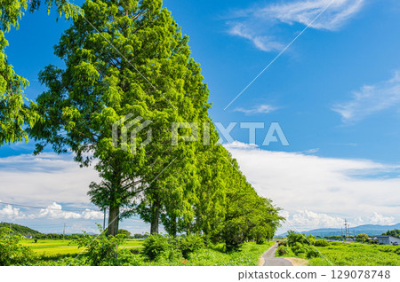 滋賀縣高島市牧野町千內川沿岸的水杉樹 129078748