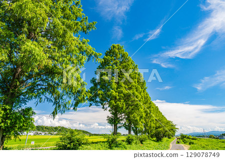 滋賀縣高島市牧野町千內川沿岸的水杉樹 129078749