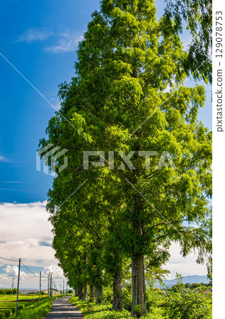 Metasequoia trees along the Chiuchi River in Makino-cho, Takashima City, Shiga Prefecture Metasequoia trees along the Chiuchi River in Makino-cho, Takashima City, Shiga Prefecture 129078753