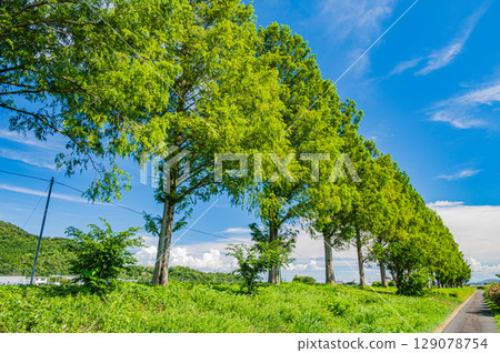 Metasequoia trees along the Chiuchi River in Makino-cho, Takashima City, Shiga Prefecture 129078754