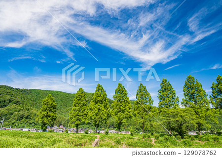 Metasequoia trees along the Chiuchi River in Makino-cho, Takashima City, Shiga Prefecture Metasequoia trees along the Chiuchi River in Makino-cho, Takashima City, Shiga Prefecture 129078762